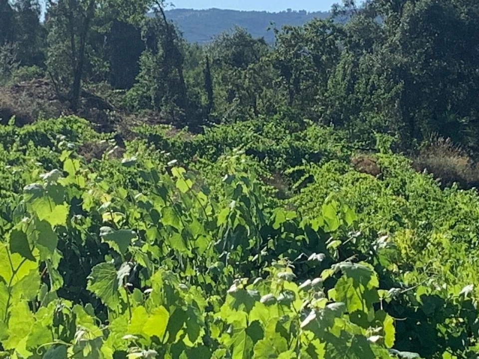 Quinta T6 para Venda em Penso Foto 10