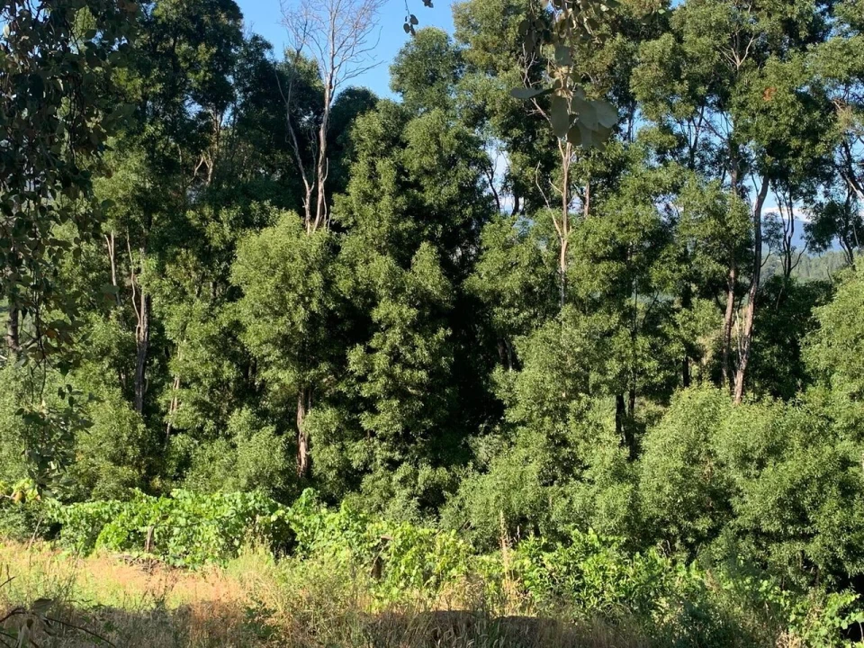 Quinta T6 para Venda em Penso Foto 16