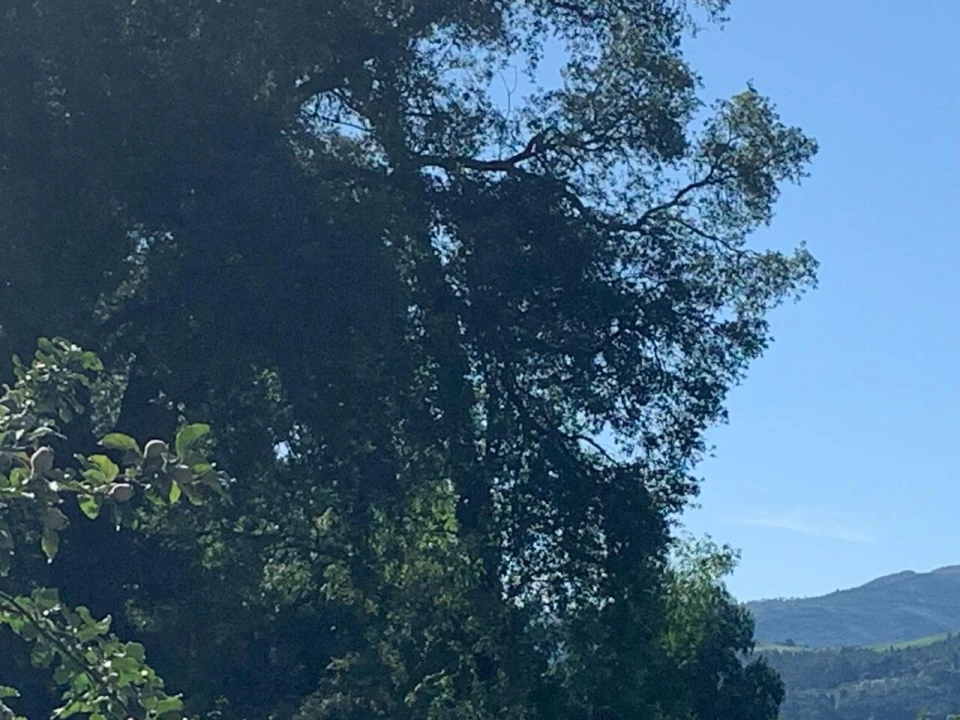 Quinta T6 para Venda em Penso Foto 17