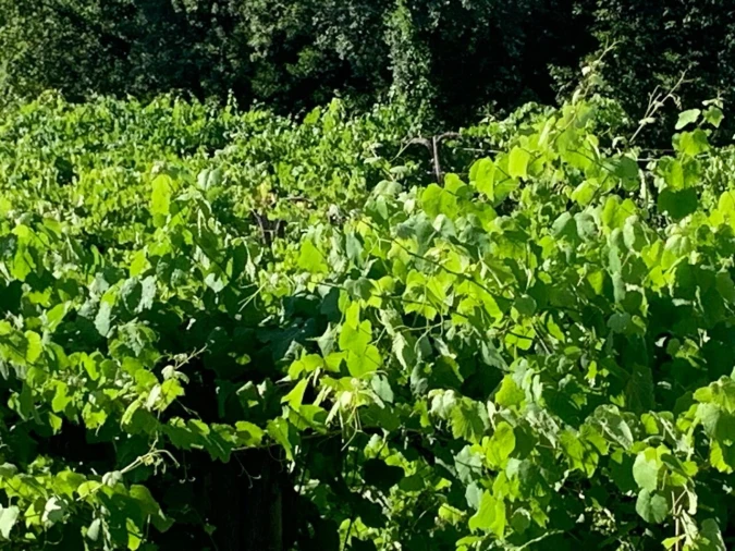 Quinta T6 para Venda em Penso Foto 11