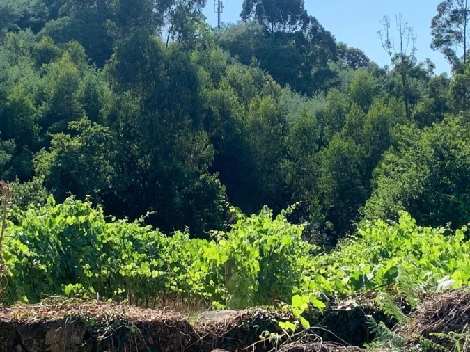 Quinta T6 para Venda em Penso Foto 14