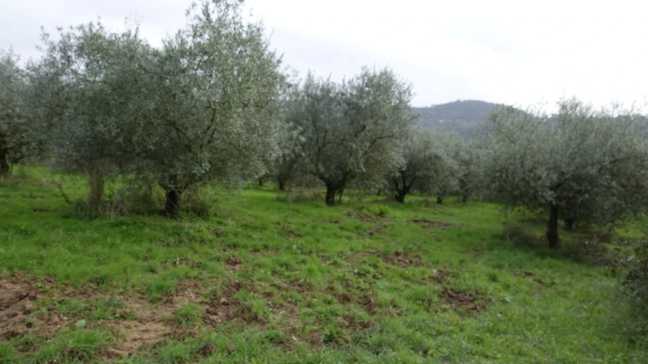Quinta T1 para Venda em Vila Cã Foto 43