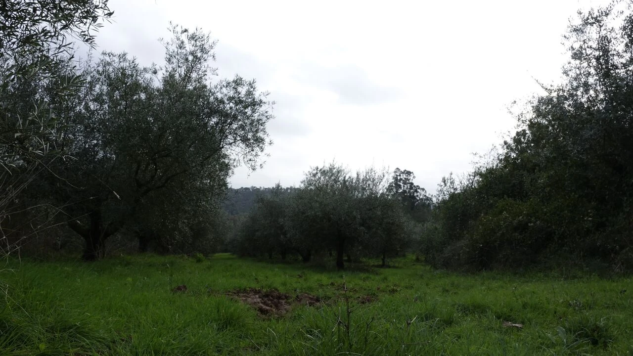 Quinta T1 para Venda em Vila Cã Foto 44