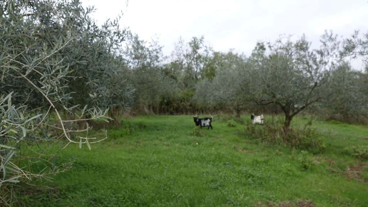 Quinta T1 para Venda em Vila Cã Foto 50