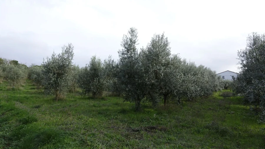 Quinta T1 para Venda em Vila Cã Foto 27