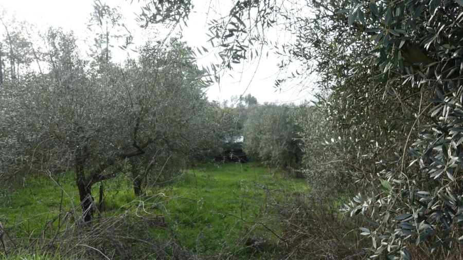 Quinta T1 para Venda em Vila Cã Foto 29