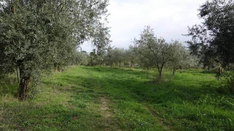 Quinta T1 para Venda em Vila Cã Foto 32