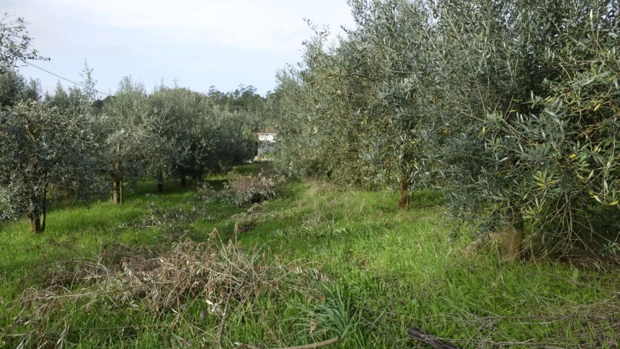 Quinta T1 para Venda em Vila Cã Foto 34