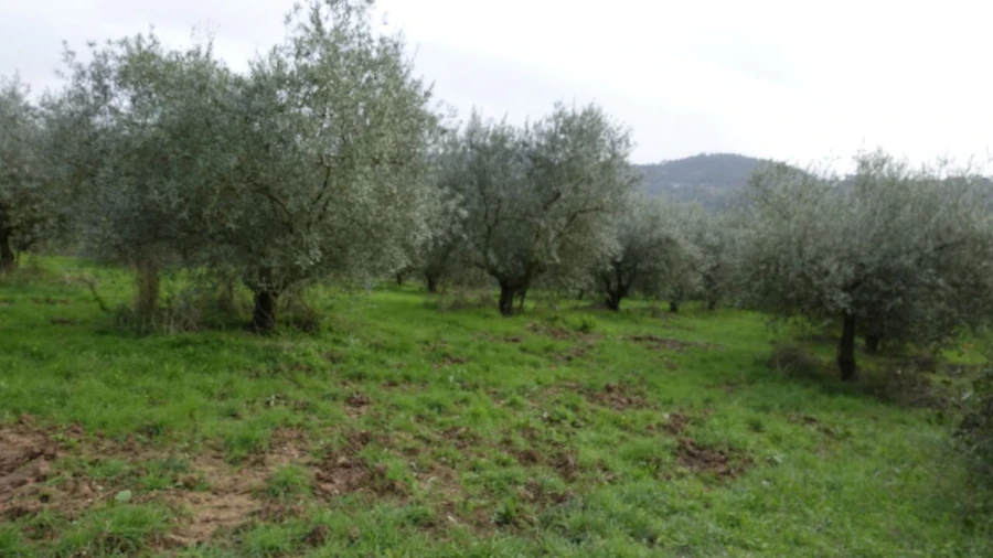 Quinta T1 para Venda em Vila Cã Foto 43