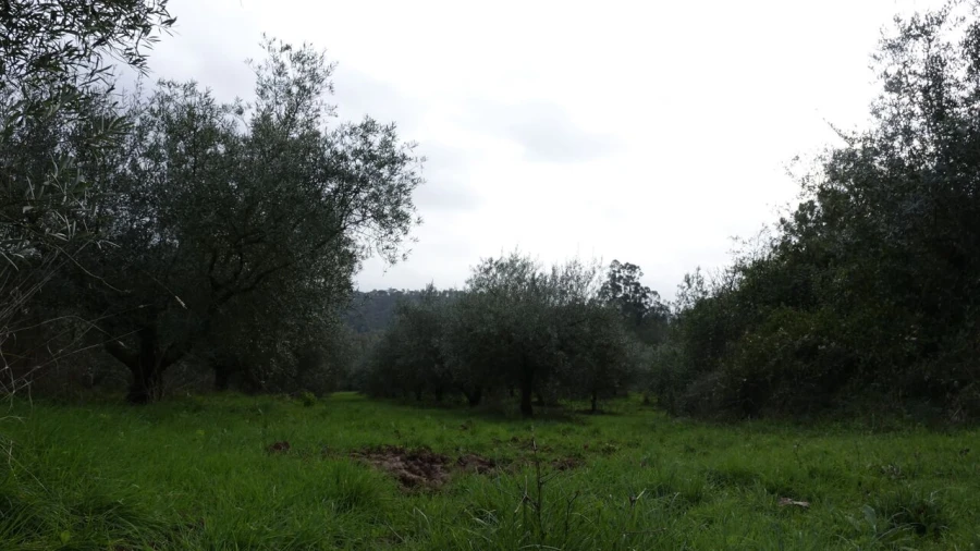 Quinta T1 para Venda em Vila Cã Foto 44