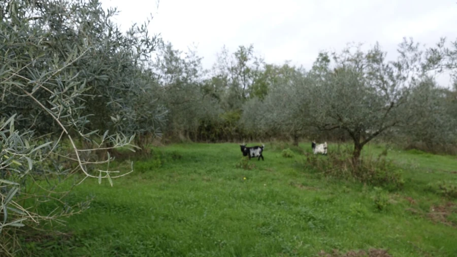 Quinta T1 para Venda em Vila Cã Foto 50
