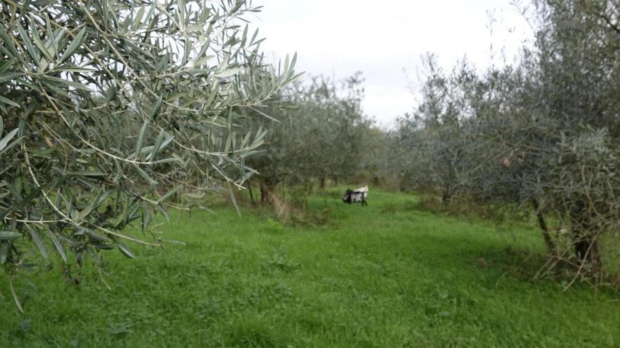 Quinta T1 para Venda em Vila Cã Foto 51