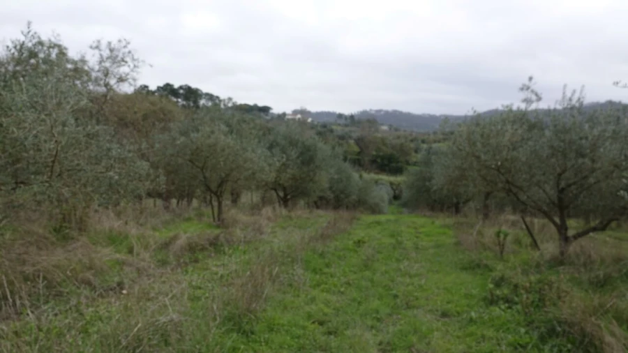 Quinta T1 para Venda em Vila Cã Foto 54