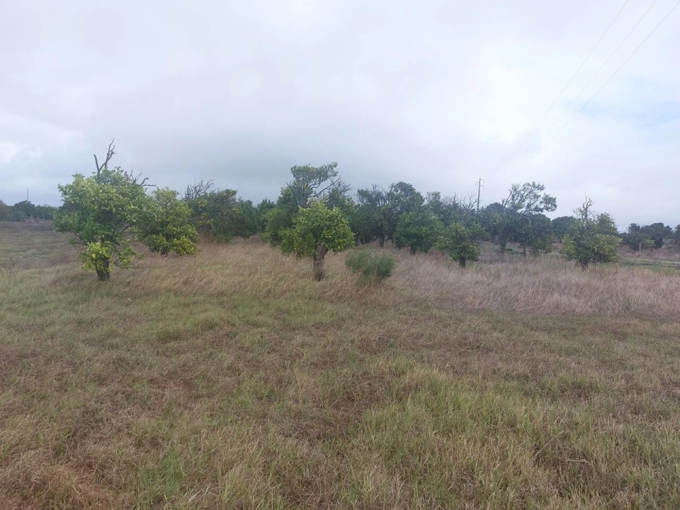 Terreno para Venda em Marinhais Foto 7