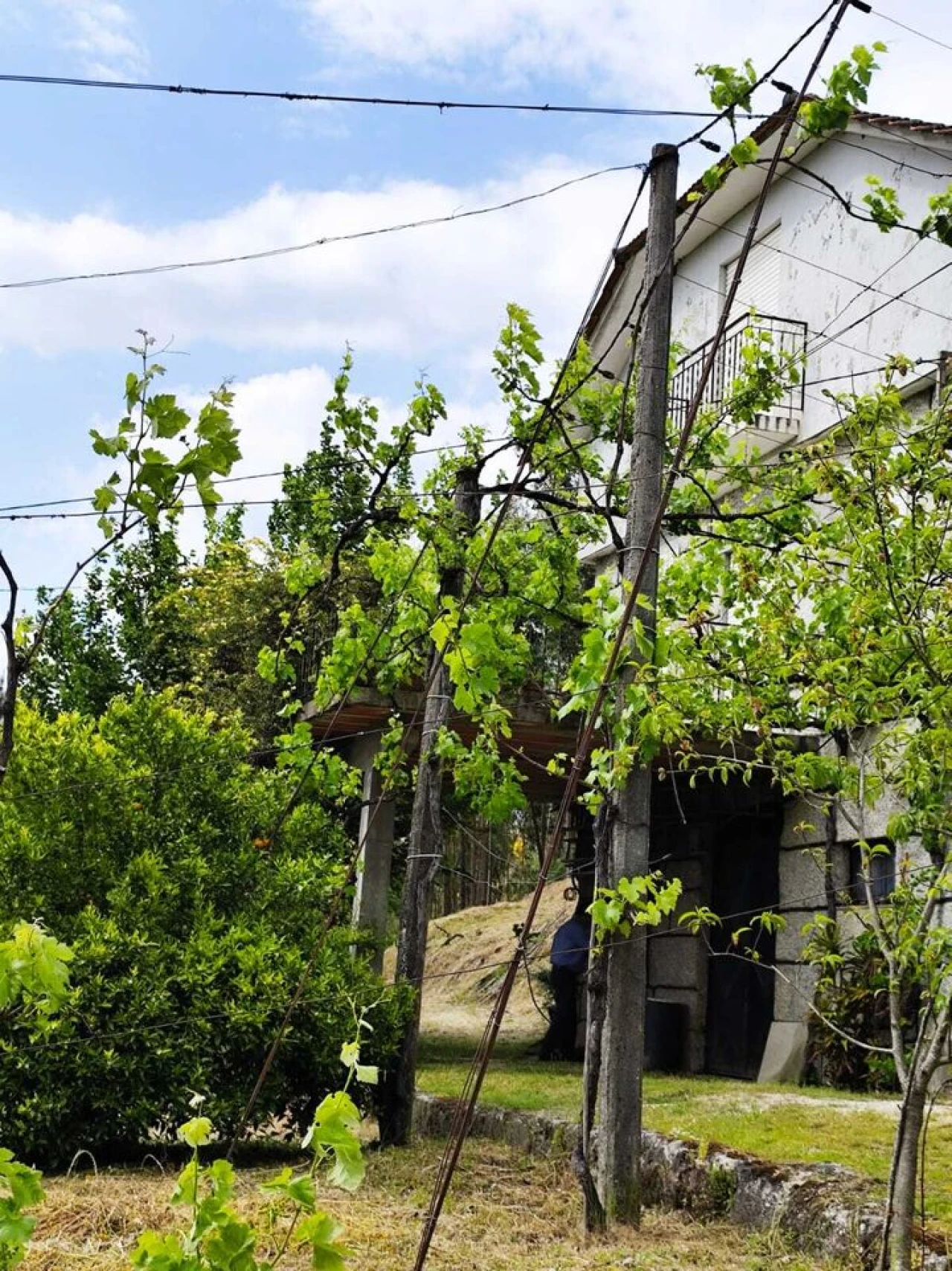 Quinta T5 para Venda em Lufrei Foto 17