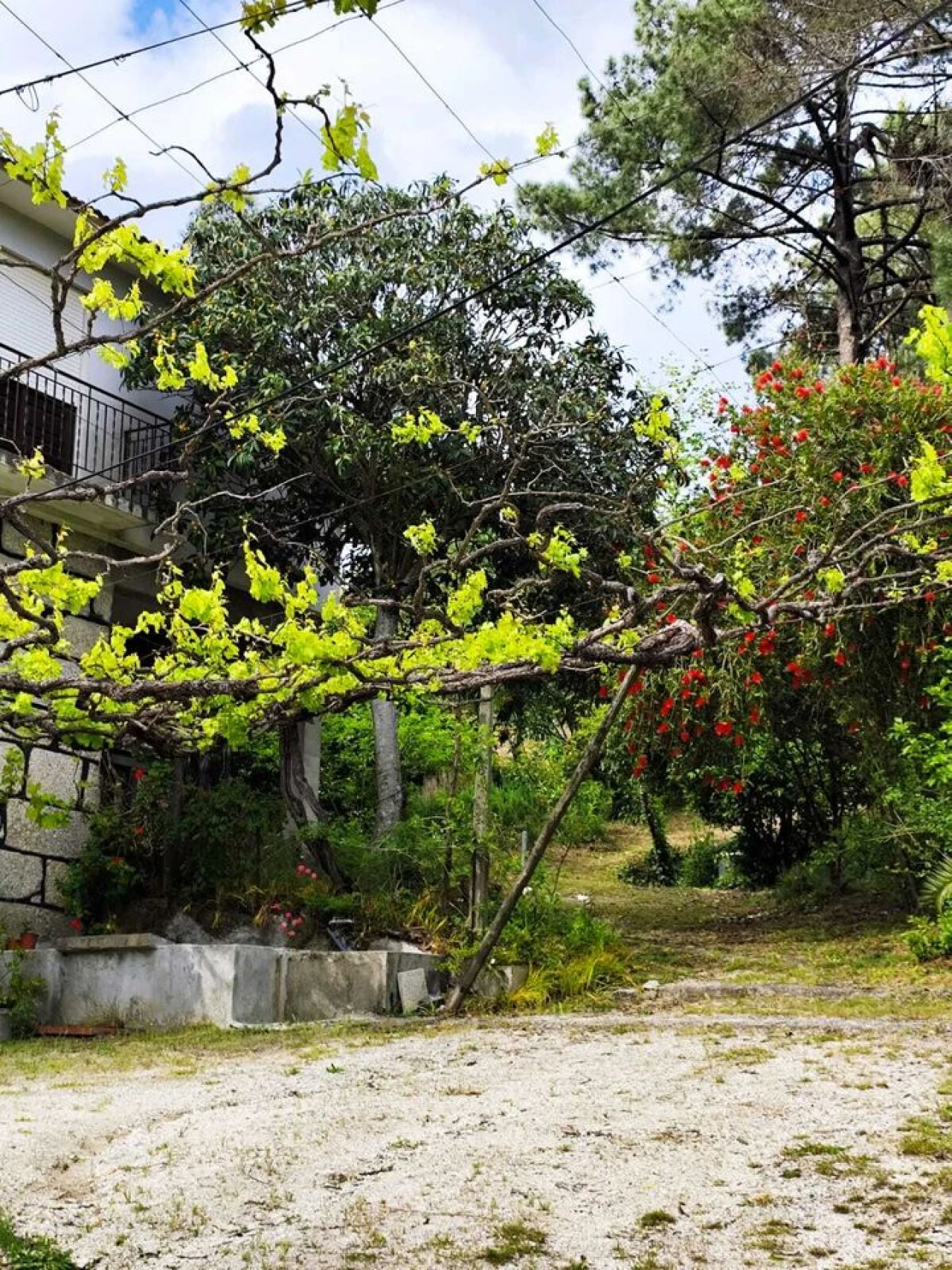 Quinta T5 para Venda em Lufrei Foto 26