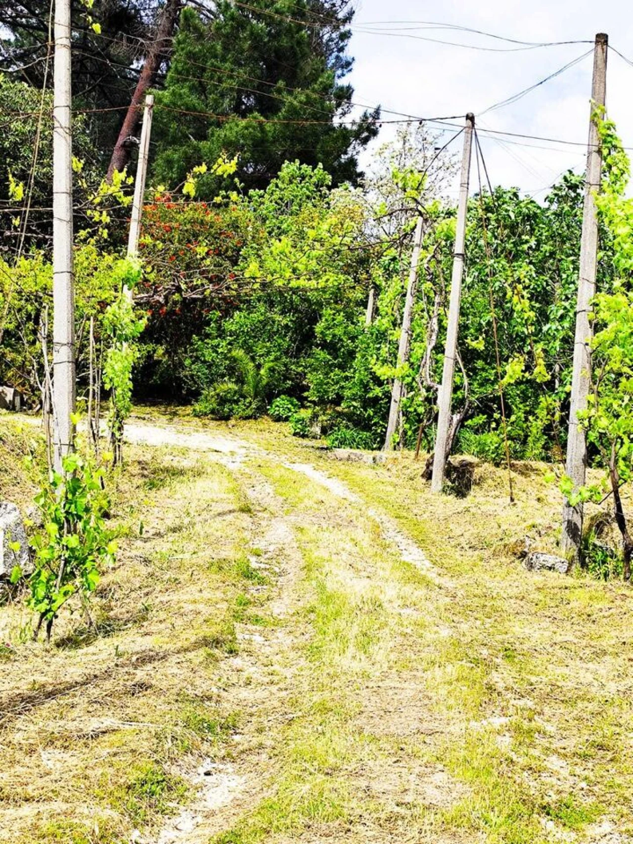 Quinta T5 para Venda em Lufrei Foto 29