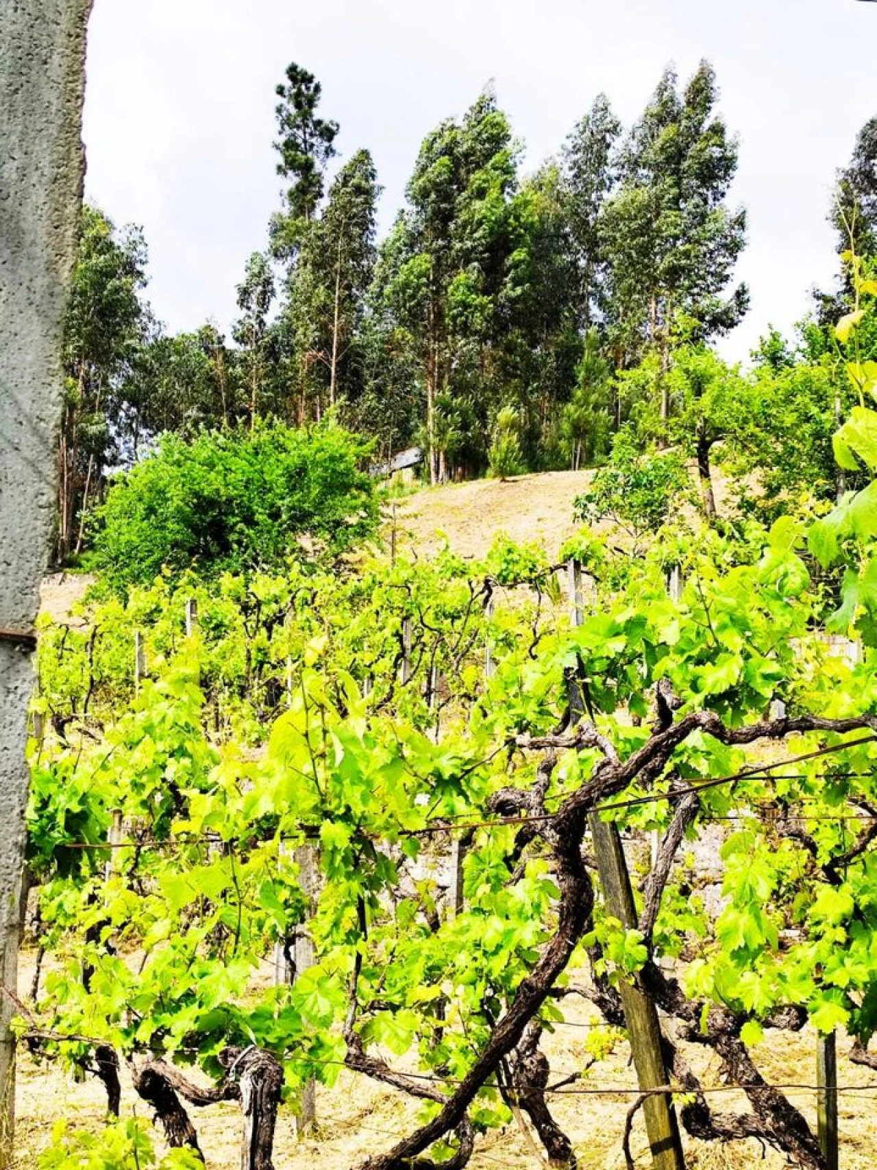 Quinta T5 para Venda em Lufrei Foto 30