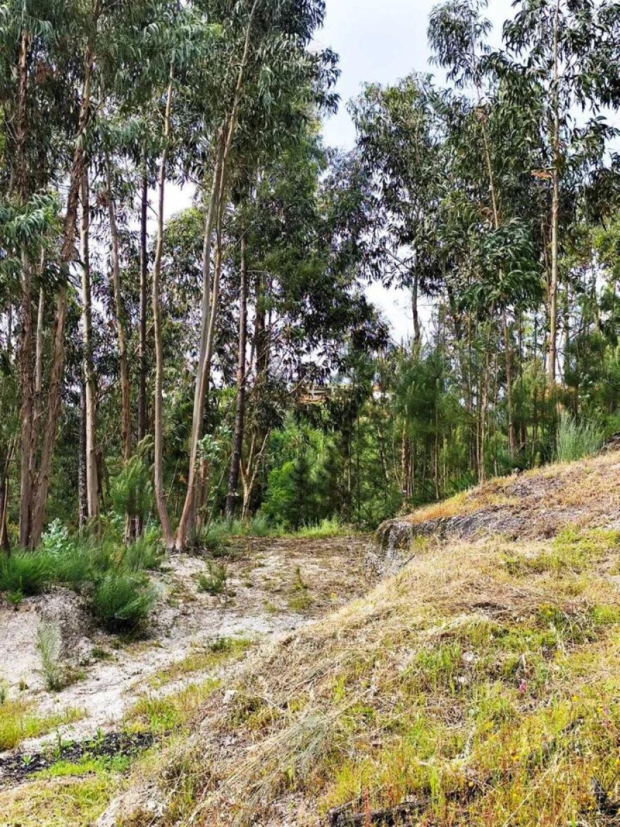 Quinta T5 para Venda em Lufrei Foto 32