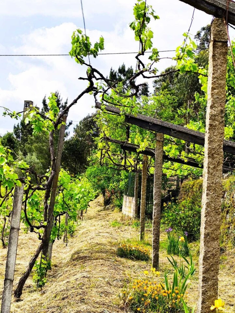 Quinta T5 para Venda em Lufrei Foto 27