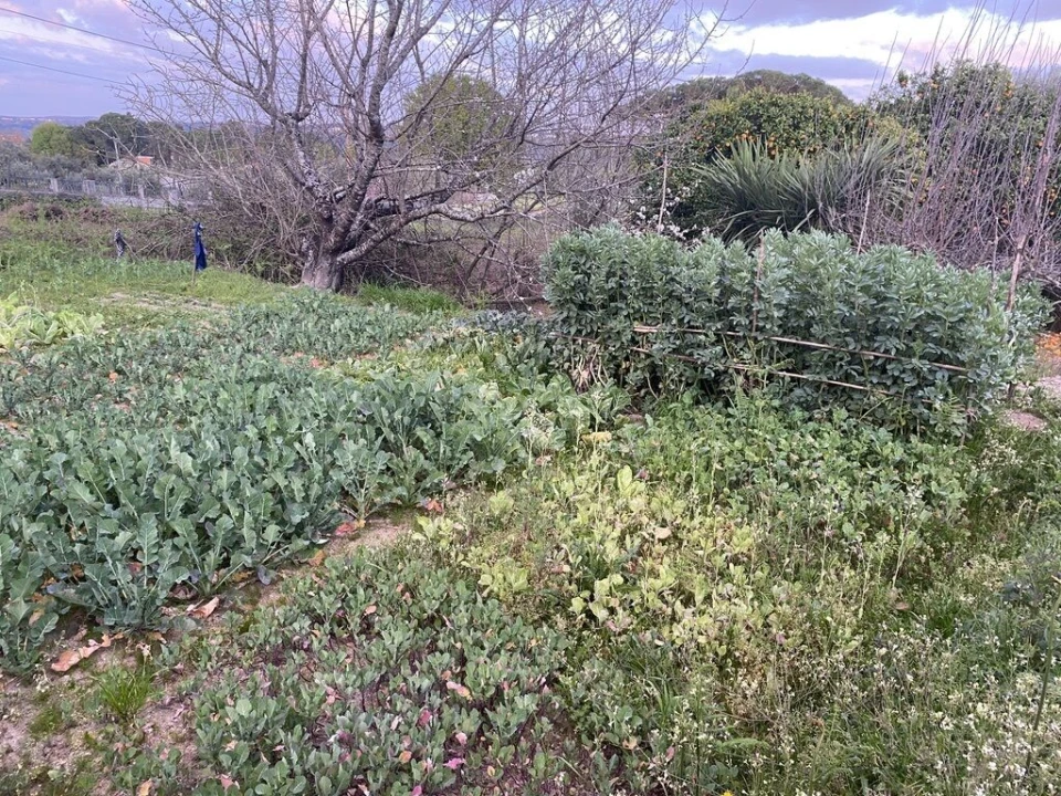 Terreno para Venda em Lajeosa do Dão Foto 4