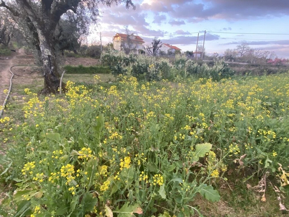 Terreno para Venda em Lajeosa do Dão Foto 9