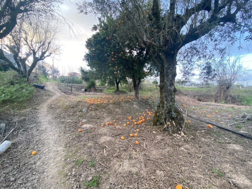 Terreno para Venda em Lajeosa do Dão Foto 11