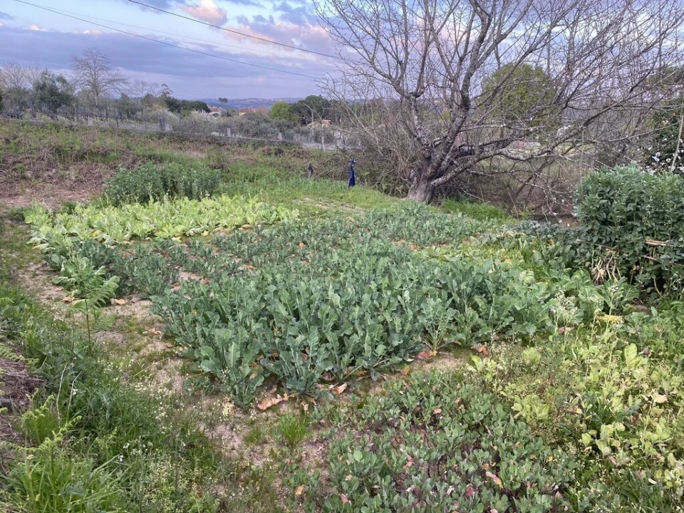Terreno para Venda em Lajeosa do Dão Foto 13