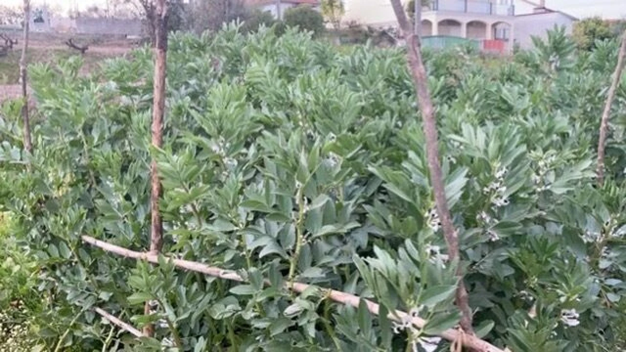 Terreno para Venda em Lajeosa do Dão Foto 14