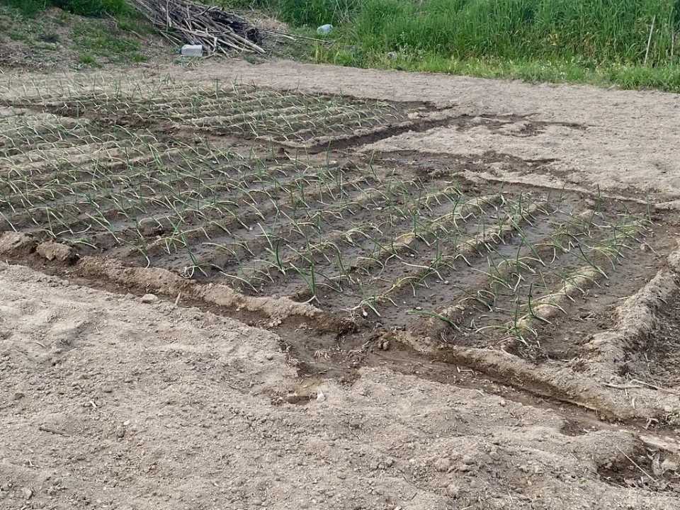 Terreno para Venda em Lajeosa do Dão Foto 16
