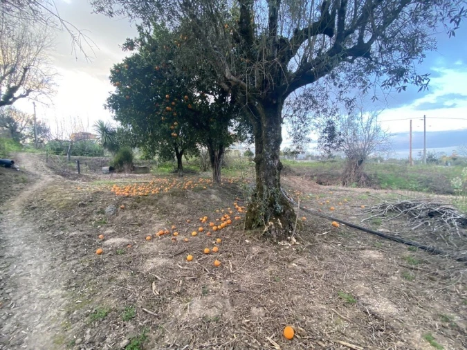 Terreno para Venda em Lajeosa do Dão Foto 2
