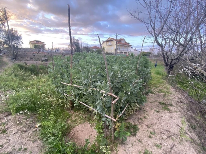 Terreno para Venda em Lajeosa do Dão Foto 12