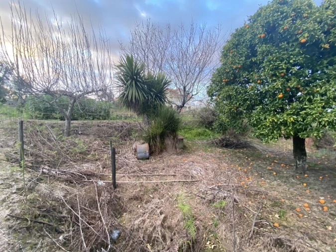 Terreno para Venda em Lajeosa do Dão Foto 15