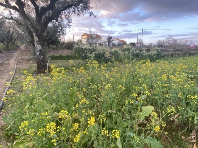 Terreno para Venda em Lajeosa do Dão Foto 18