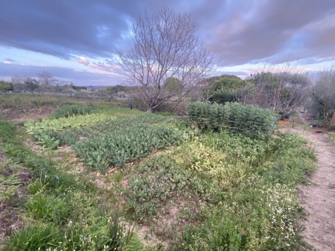 Terreno para Venda em Lajeosa do Dão Foto 20