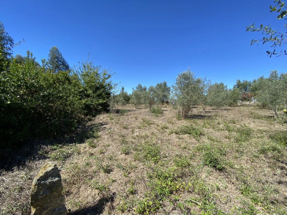Terreno para Venda em Lajeosa do Dão Foto 3