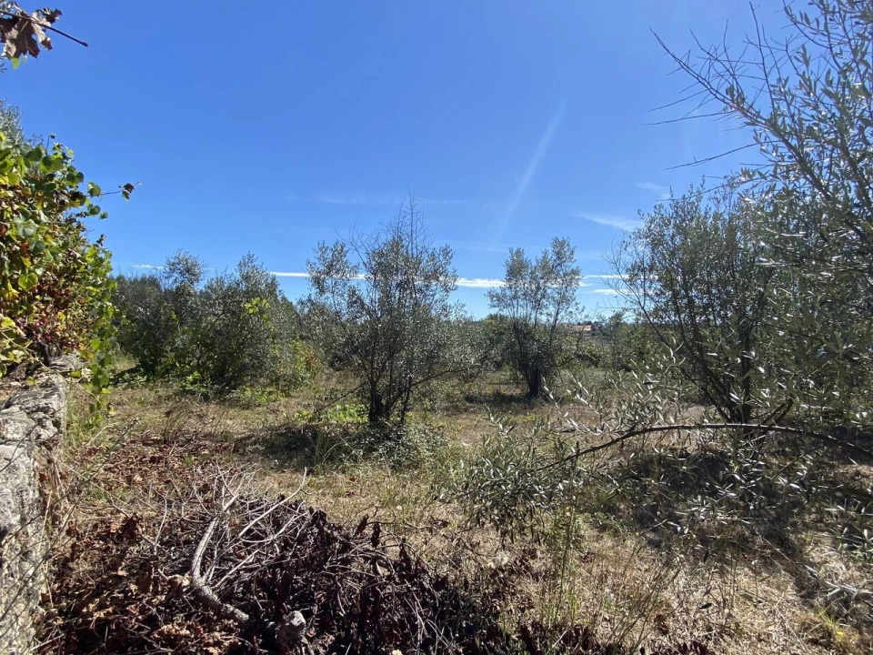 Terreno para Venda em Lajeosa do Dão Foto 5