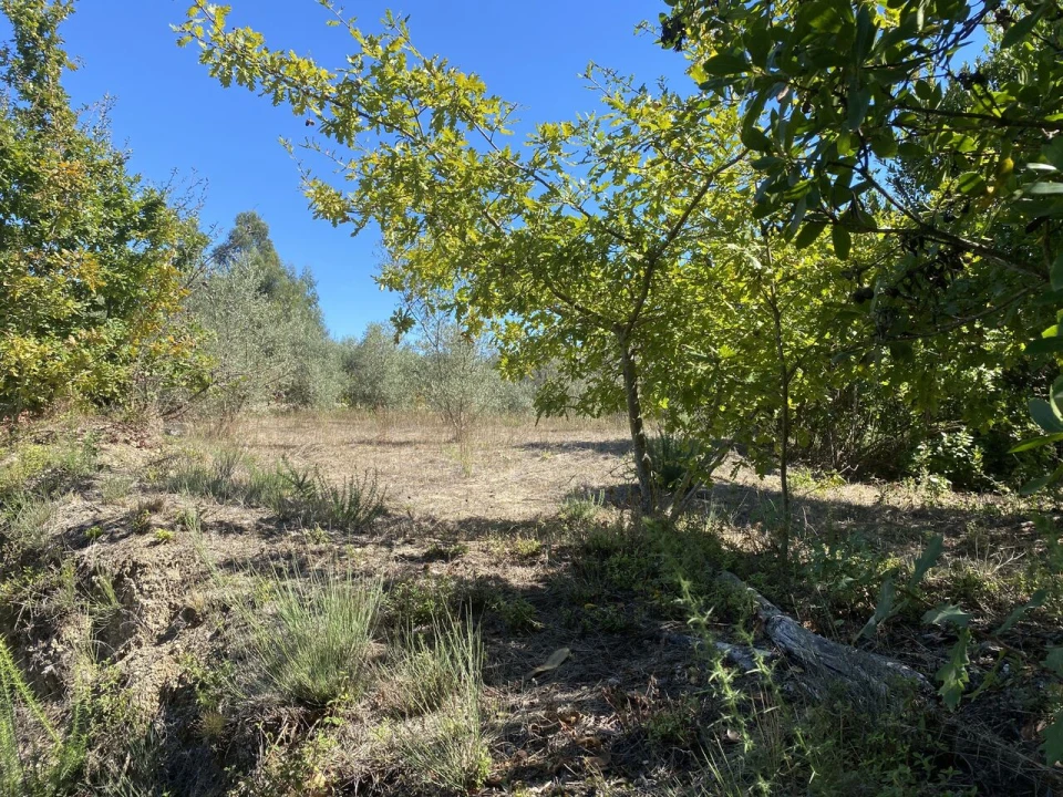 Terreno para Venda em Lajeosa do Dão Foto 6