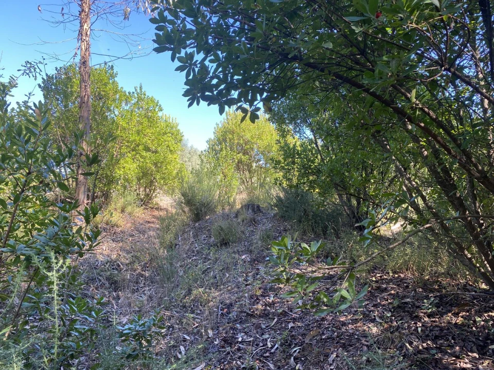 Terreno para Venda em Lajeosa do Dão Foto 11