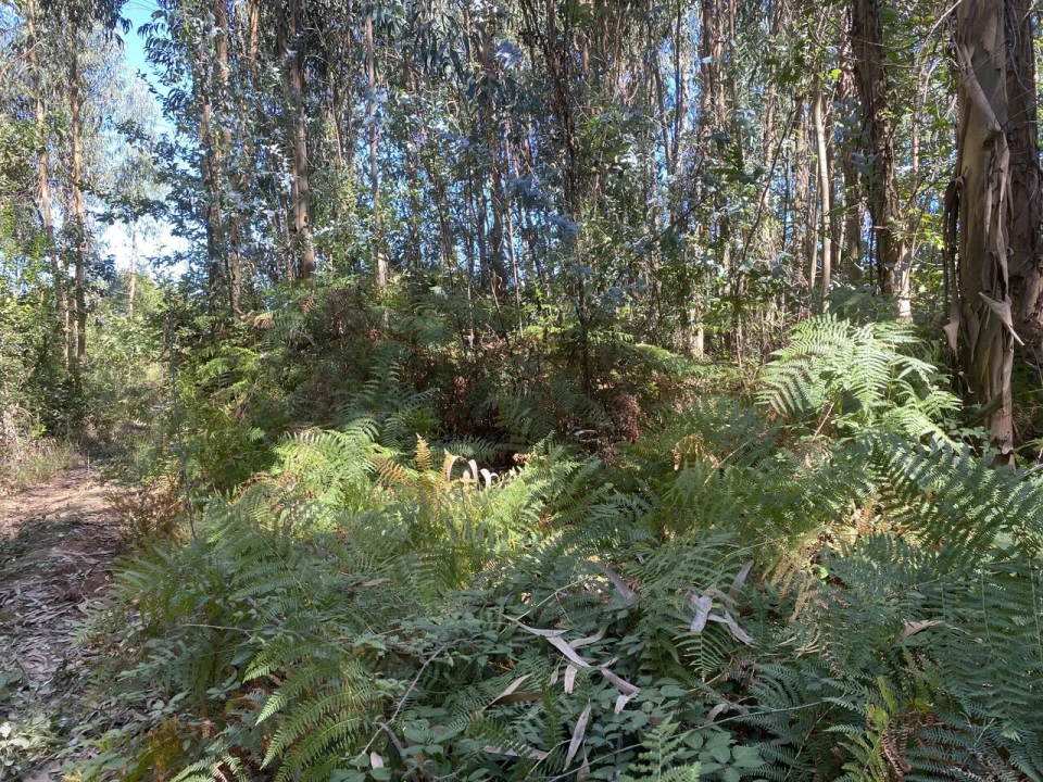 Terreno para Venda em Lajeosa do Dão Foto 4