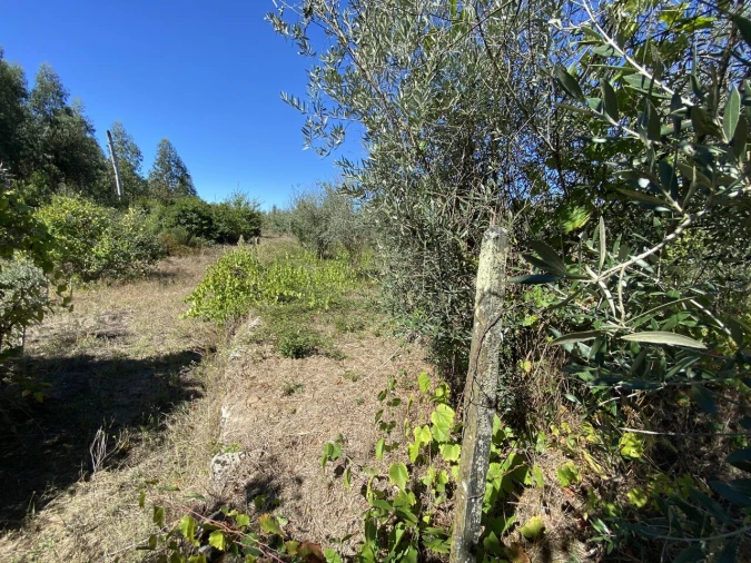 Terreno para Venda em Lajeosa do Dão Foto 9