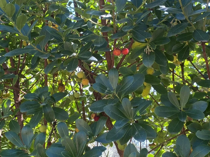 Terreno para Venda em Lajeosa do Dão Foto 10