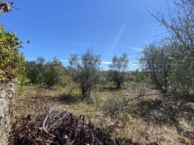 Terreno para Venda em Lajeosa do Dão Foto 5