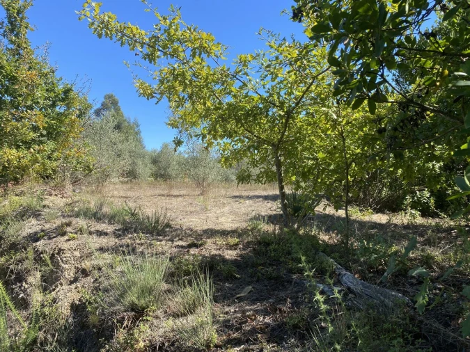 Terreno para Venda em Lajeosa do Dão Foto 6