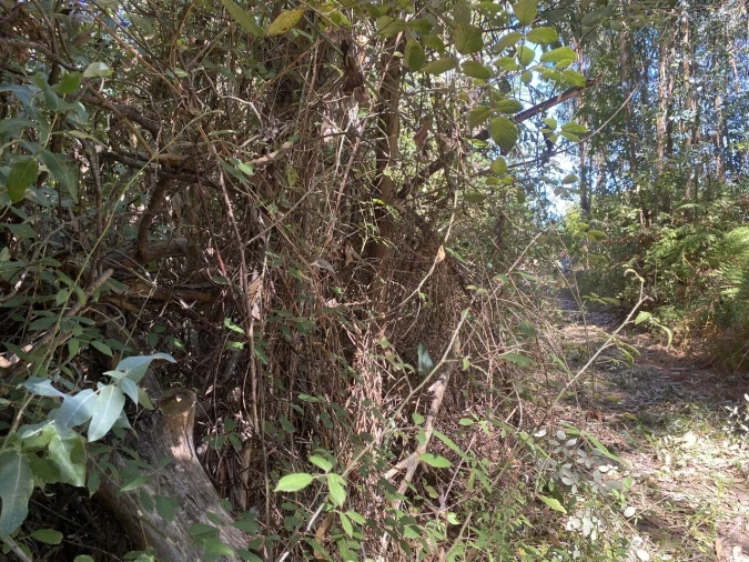 Terreno para Venda em Lajeosa do Dão Foto 12