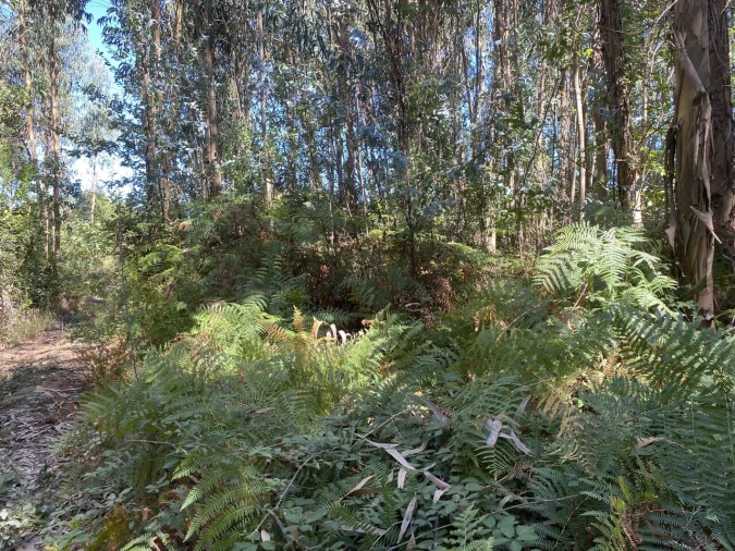 Terreno para Venda em Lajeosa do Dão Foto 4