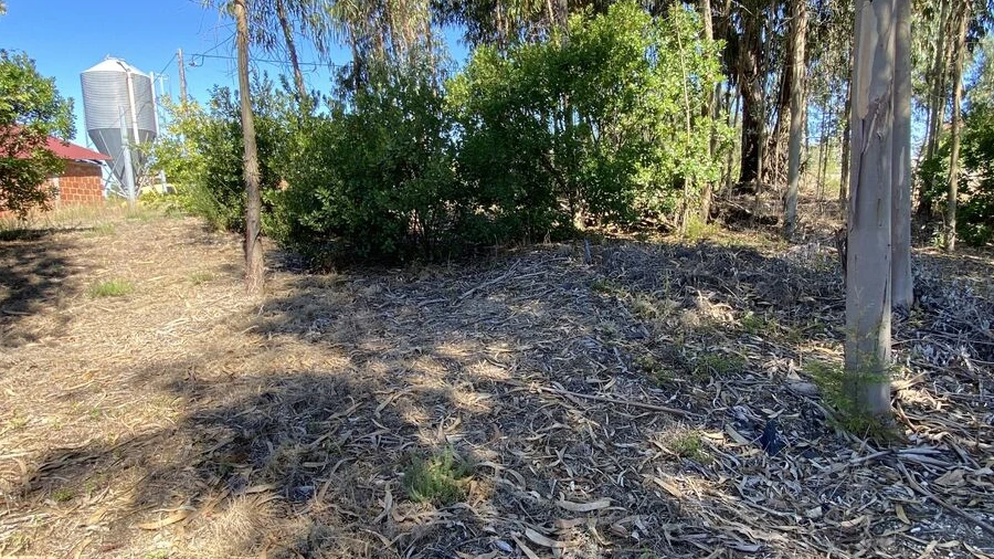 Terreno para Venda em Lajeosa do Dão