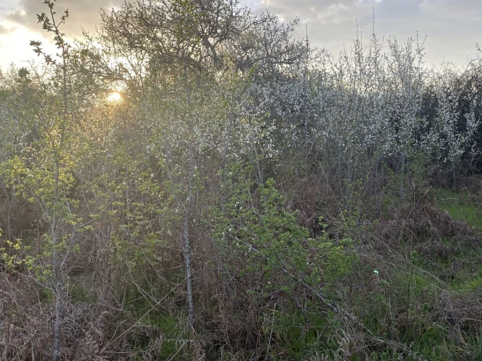 Terreno para Venda em Lajeosa do Dão Foto 6