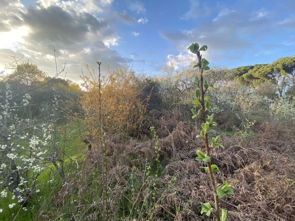 Terreno para Venda em Lajeosa do Dão Foto 11
