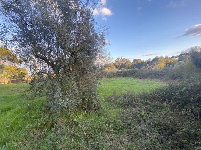 Terreno para Venda em Lajeosa do Dão Foto 7